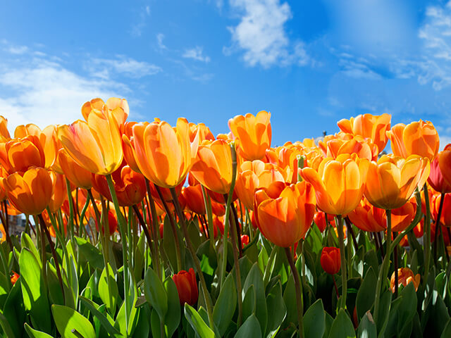 image of an orange tulip field